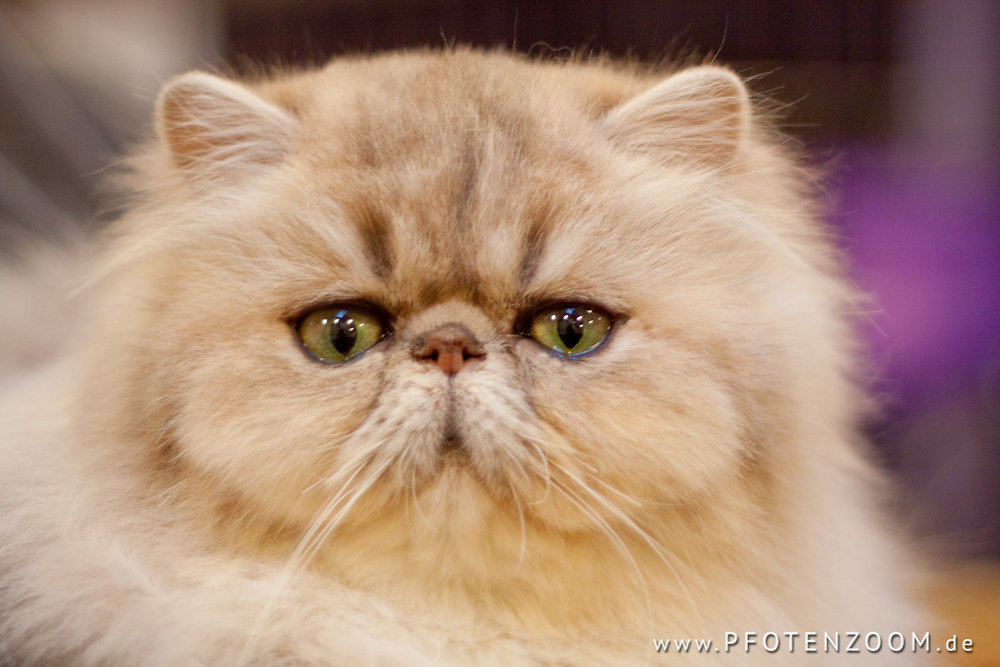 20130112-Pfotenzoom-16.jpg