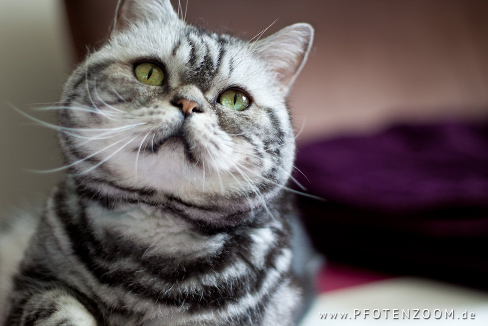 20130519-Pfotenzoom-34.jpg