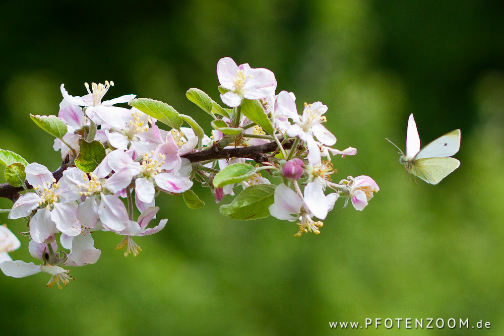 20130519-Pfotenzoom-13.jpg