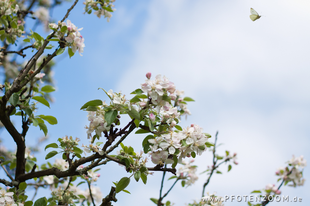20130519-Pfotenzoom-14.jpg