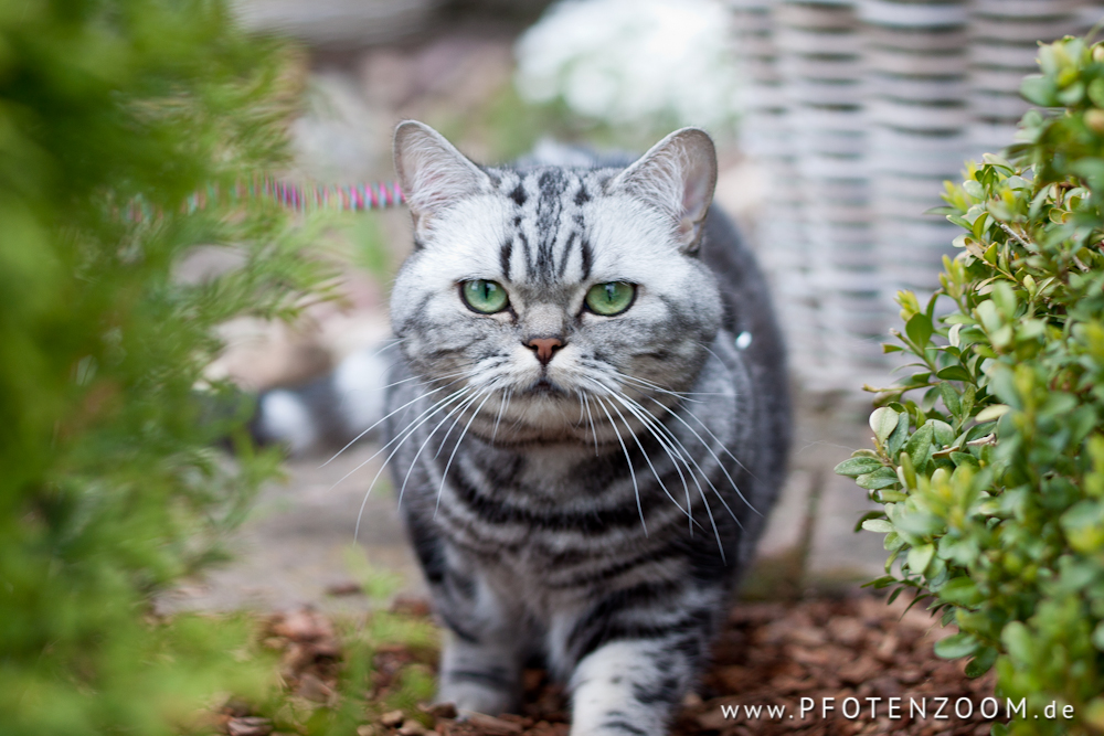 20130501-Pfotenzoom-33.jpg