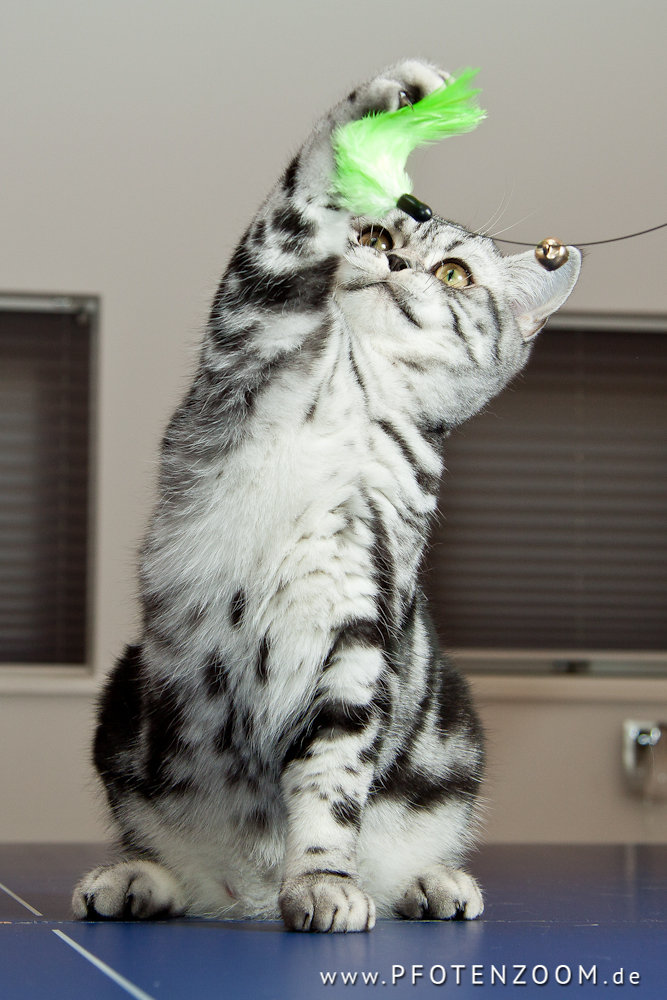 20130220-Pfotenzoom-31.jpg