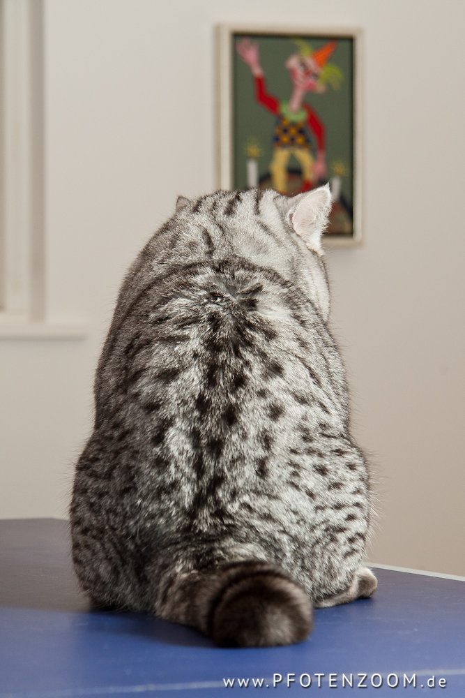 20130220-Pfotenzoom-30.jpg