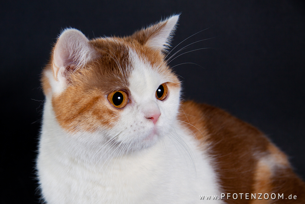 20130119-Pfotenzoom-26.jpg