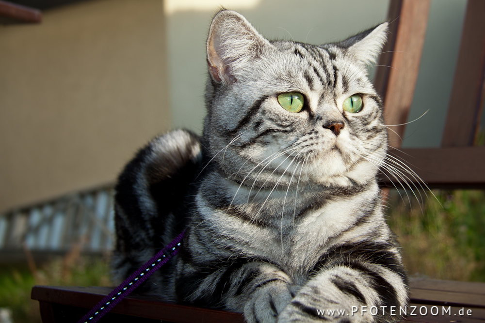 20120909-Pfotenzoom-15.jpg