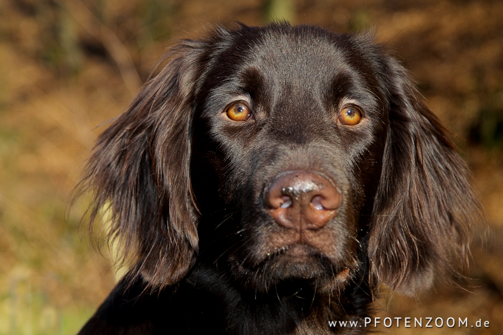 20110327-Pfotenzoom-1.jpg