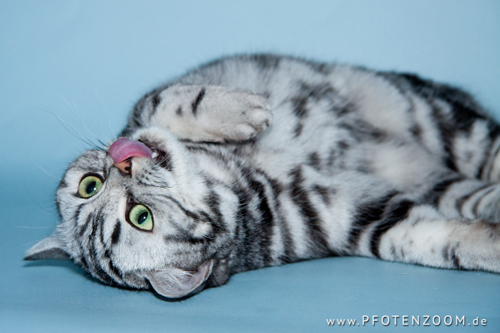 20110227-Pfotenzoom-9.jpg