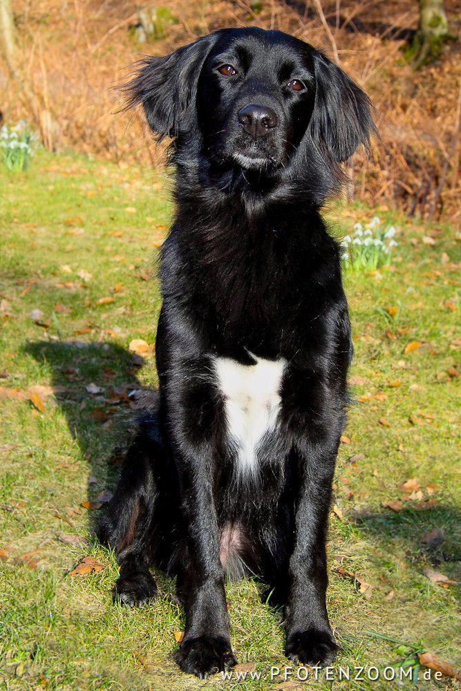 20110327-Pfotenzoom-3.jpg