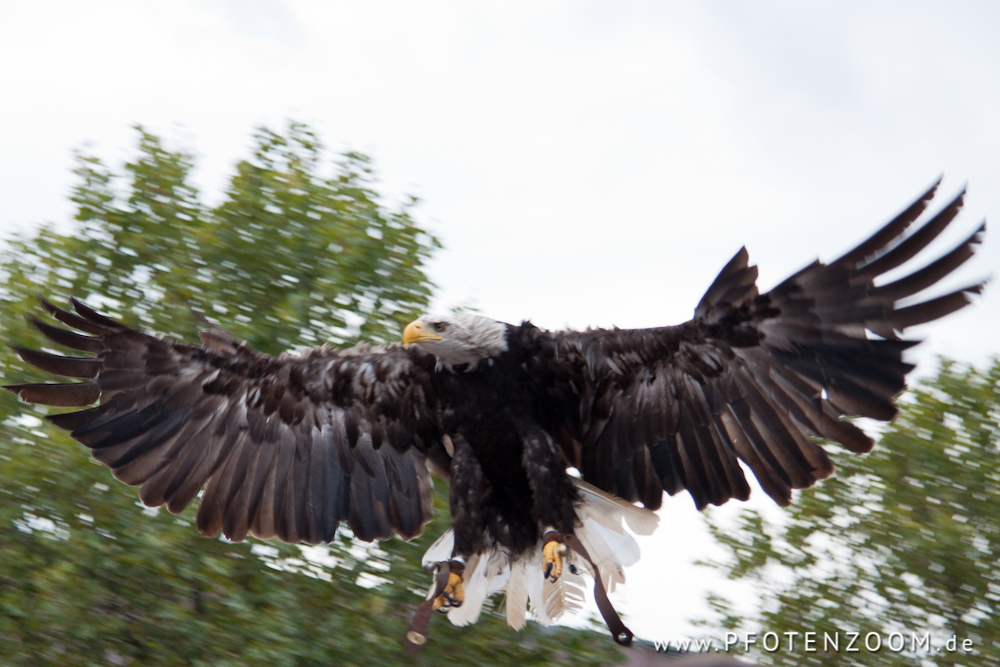 20120918-Pfotenzoom-6.jpg