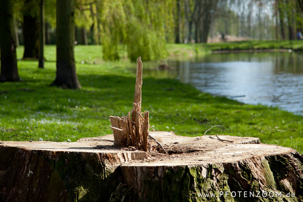 20110409-Pfotenzoom-7.jpg