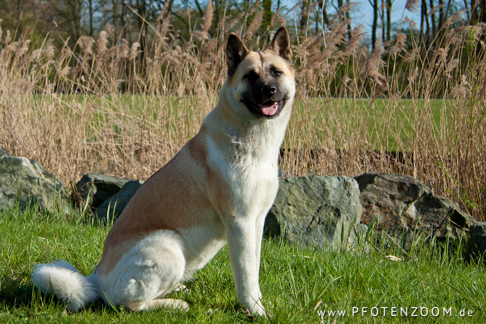 20110409-Pfotenzoom-8.jpg