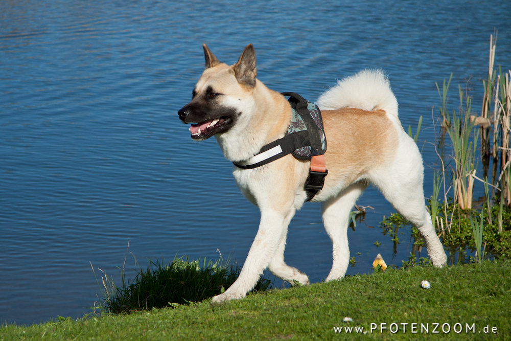 20110409-Pfotenzoom-11.jpg