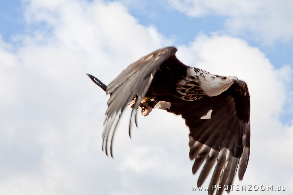 20100925-Pfotenzoom-1.jpg