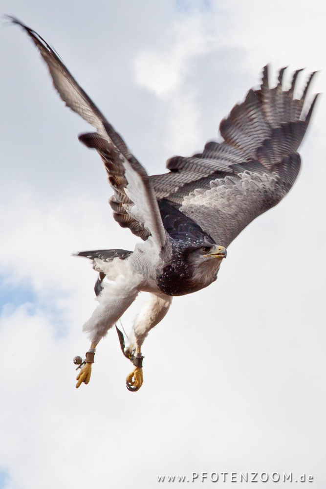 20100925-Pfotenzoom-2.jpg