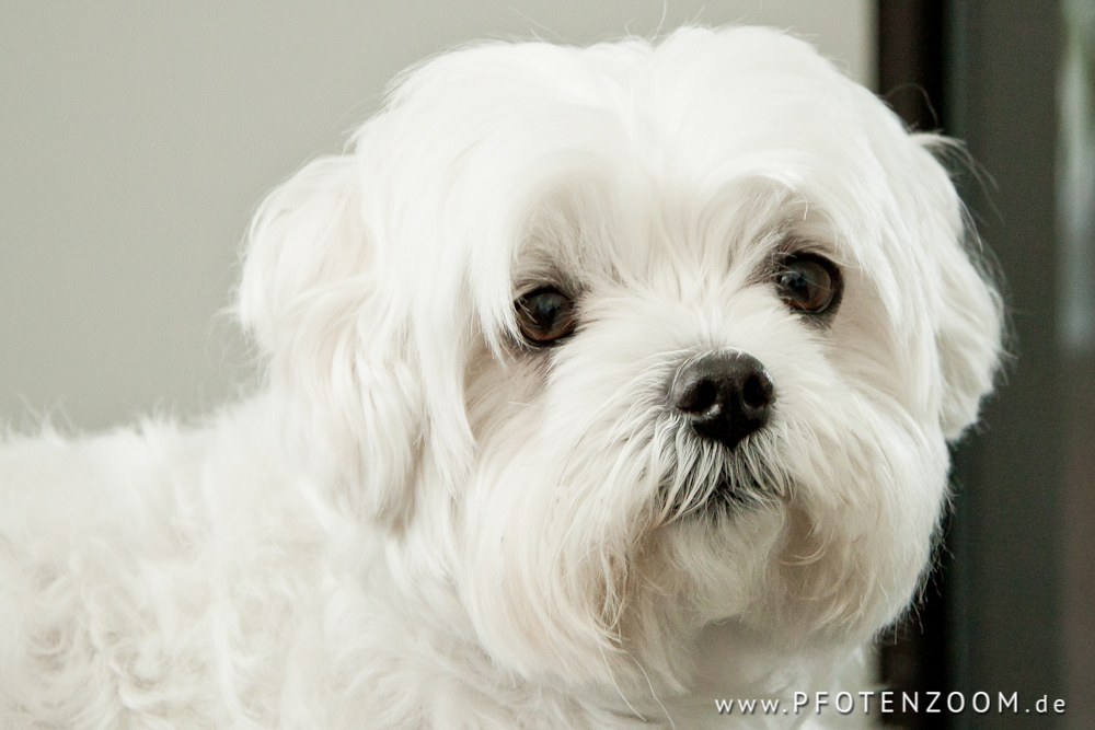 20120507-Pfotenzoom-12.jpg